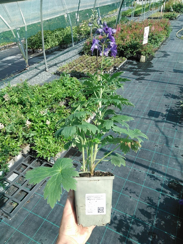 Didysis pentinius Magic Fountains Dark Blue (Dark Bee) - 13. 7. 2026