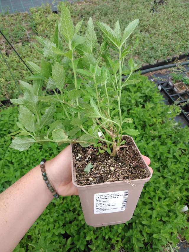 Maitokello Prichard's Var. - 2024