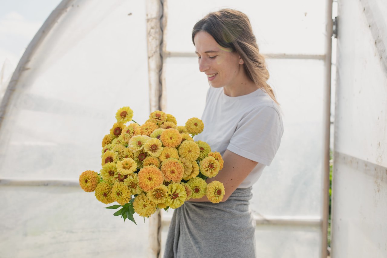 Tsinnia Queen Lemon Peach, Loukykvět