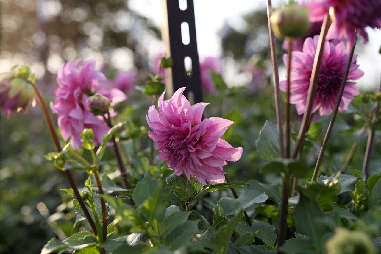 Daalia Vassio Meggos, Loukykvět