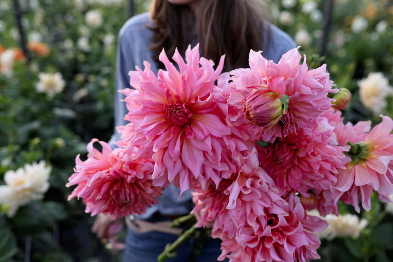 Daalia Islander, Loukykvět