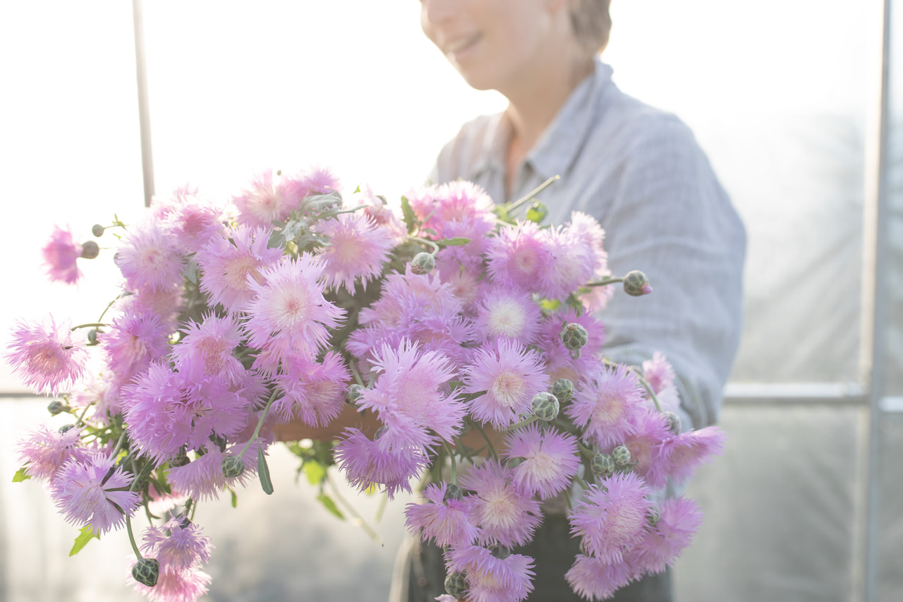 Aciano imperial Graciosa, Loukykvět
