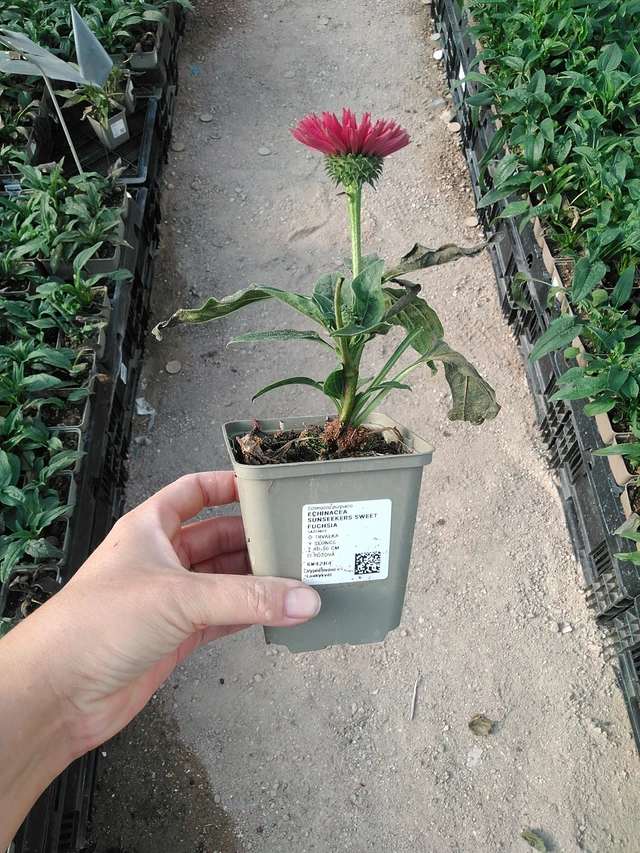 Echinacea SunSeekers Sweet Fuchsia - 19. 8. 2025