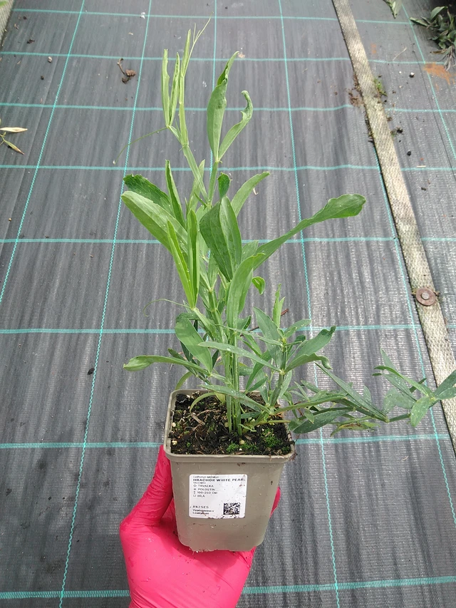 Tuoksuherne White Pearl - 29. 7. 2025