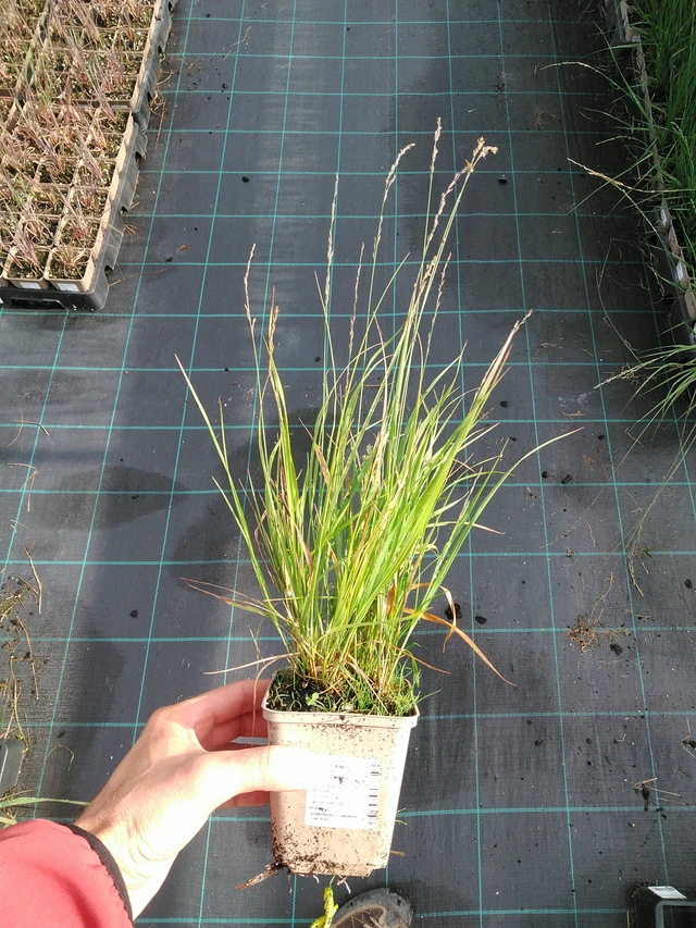 Siniheinä Heidezwerg - 28. 7. 2025