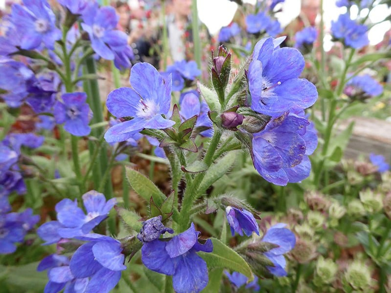 Italianrastas, Loukykvět