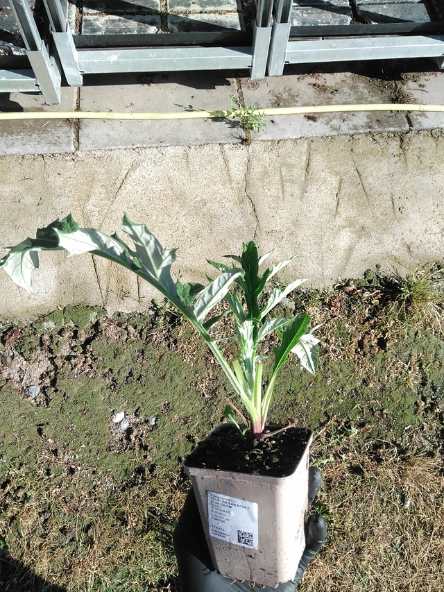 Balkaninpallo-ohdake Blue Glow - 19. 8. 2025