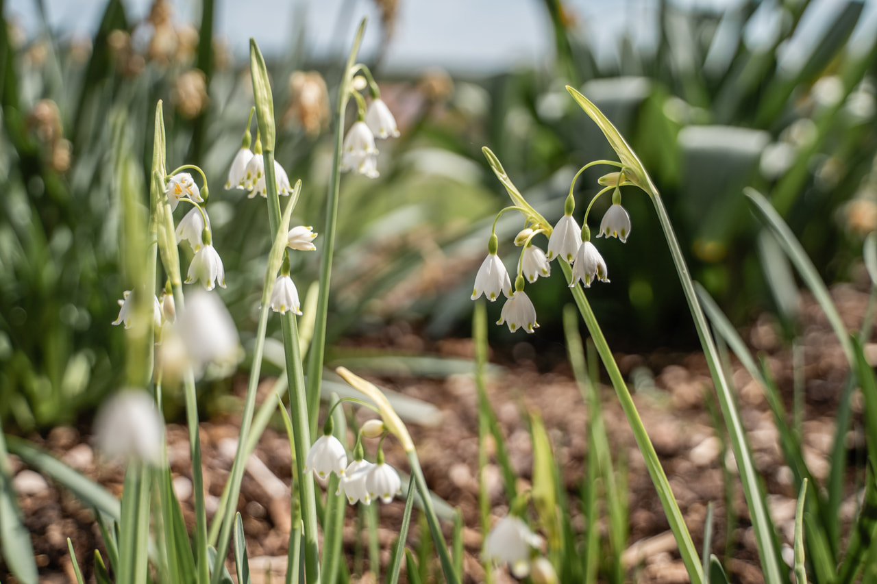 Suvilumipisara Gravetye Giant, Loukykvět