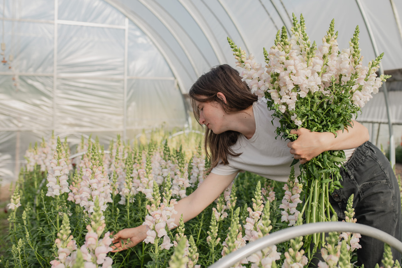 Leijonankita Costa Silver, Loukykvět