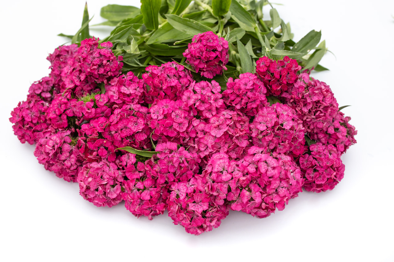 Clavel del poeta Barbienne Rose, Loukykvět