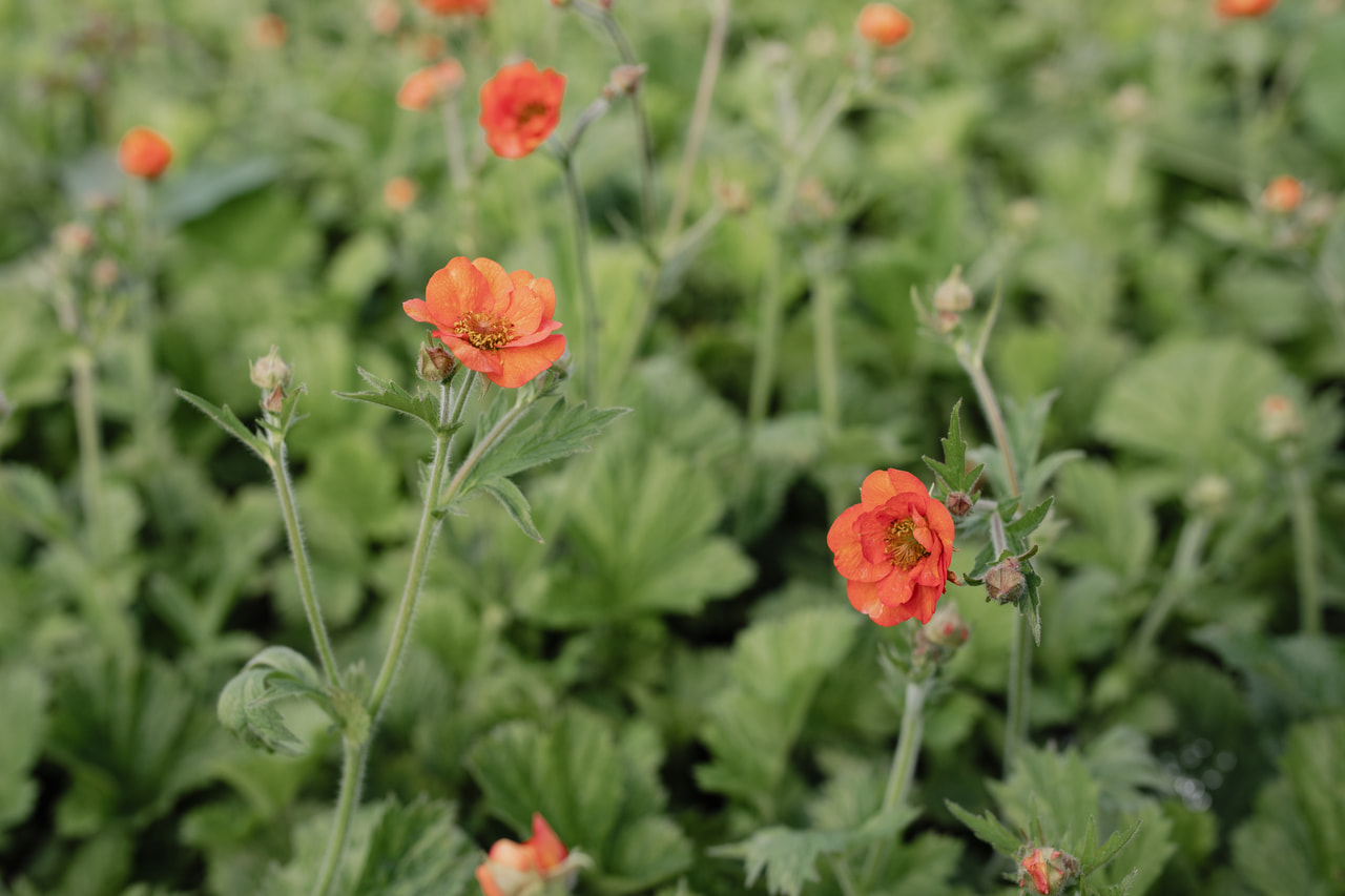 Geum Tempest Scarlet, Loukykvět