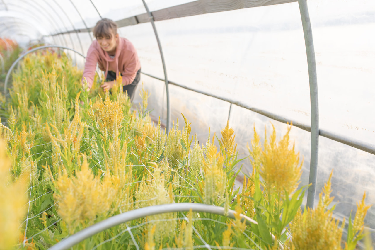 Kukonharja Golden Plume, Loukykvět