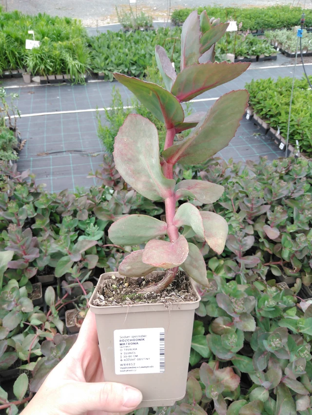 Sedum Matrona - 2024