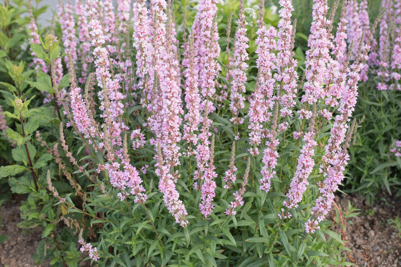 Rantakukka Pink Tails, Loukykvět