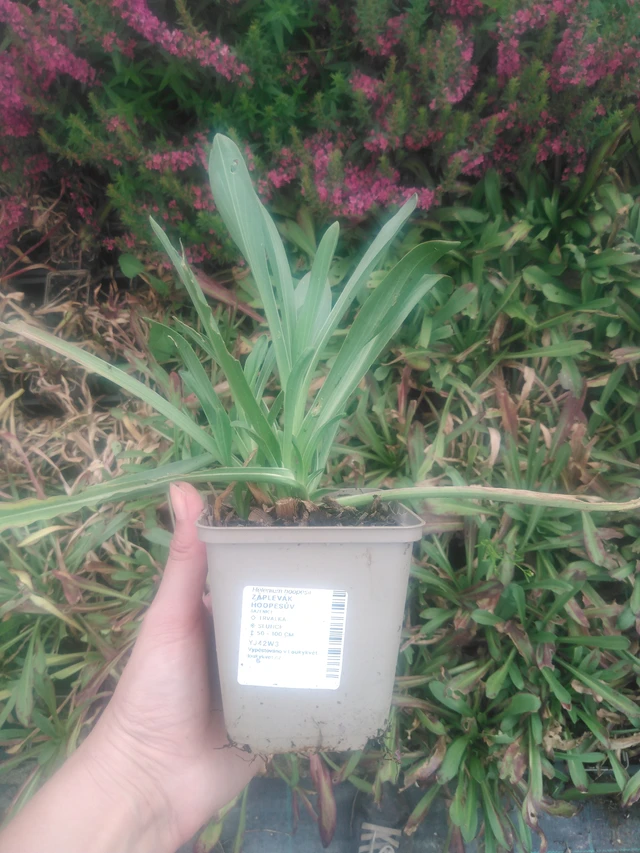 Komeahohdekukka - 2024