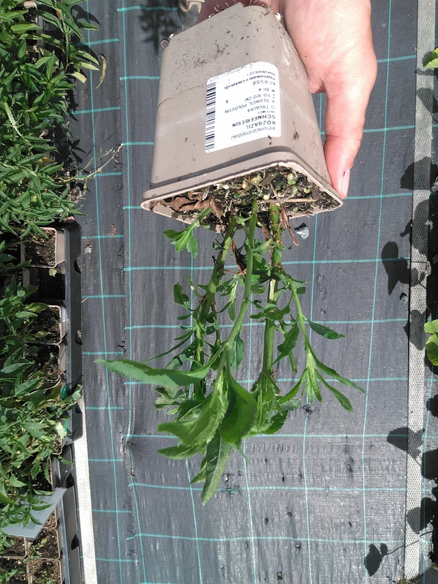 Tädyke Schneeriesin - 24. 6. 2025