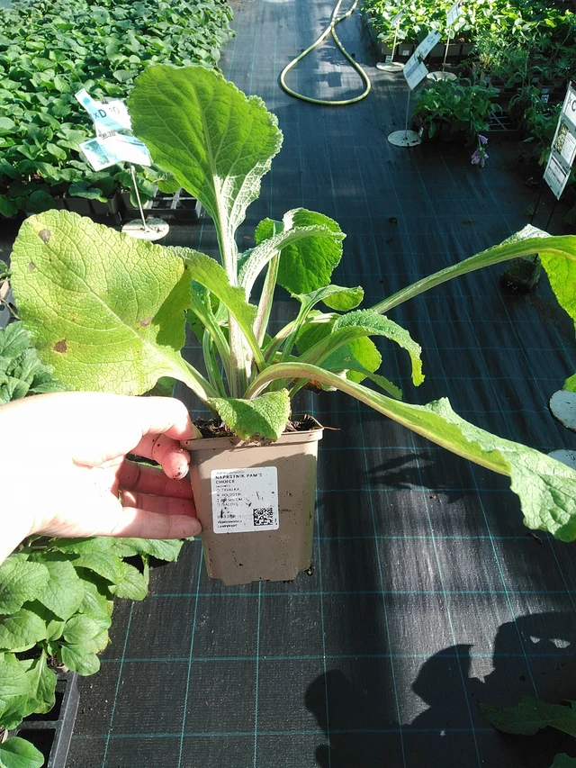 Sormustinkukka Pam’s Choice - 19. 8. 2025