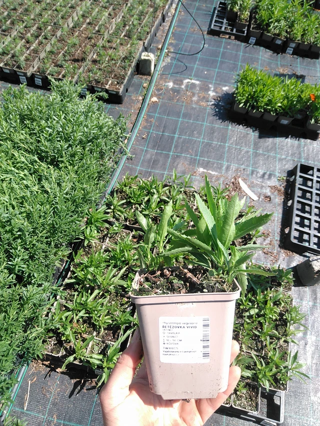 Kellopeippi Vivid - 13. 5. 2025