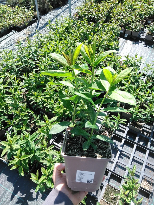 Syysleimu Sweet Summer Ocean - 13. 5. 2025