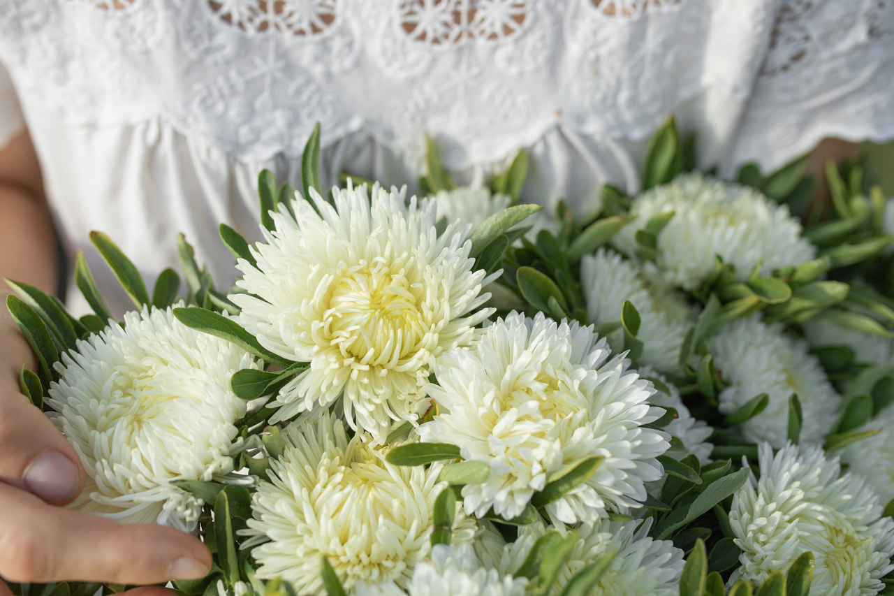 Kiinanasteri Lady Coral Cream White, Loukykvět