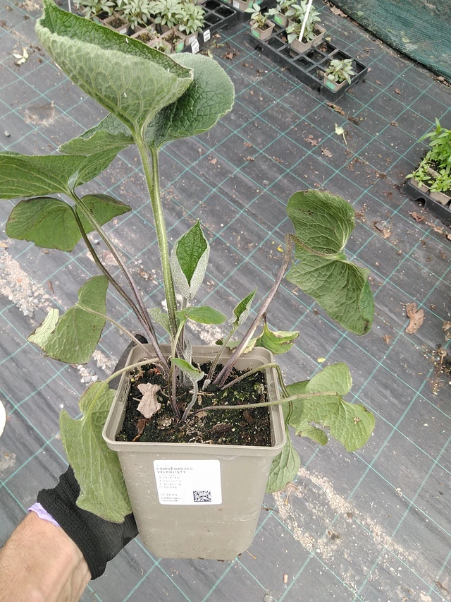 Brunnera macrophylla - 2. 6. 2025