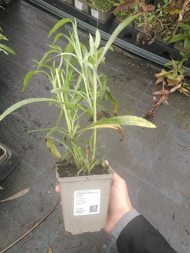 Piisku Moonlight Glory - 10. 10. 2025