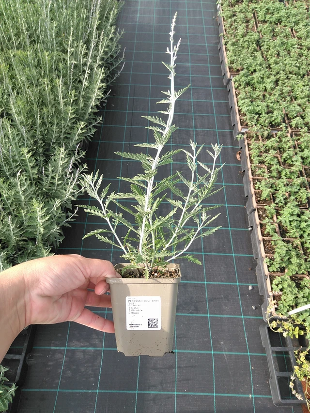 Pioska Blue Spire - 11. 7. 2025