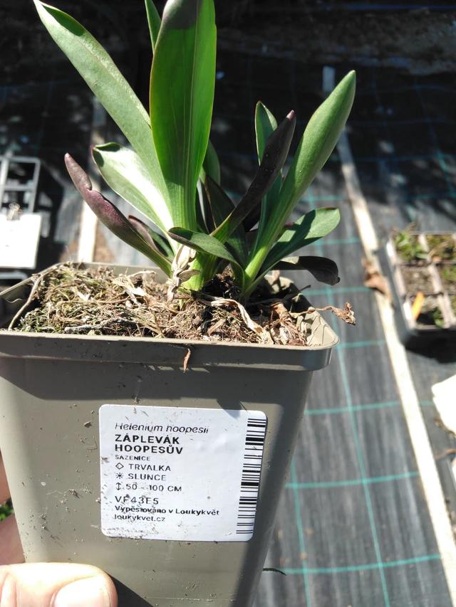 Komeahohdekukka - 3. 4. 2025