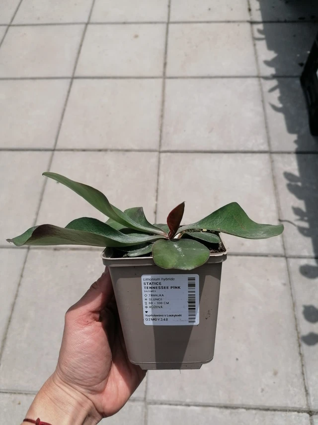 Estatice Tennessee Pink - 2024