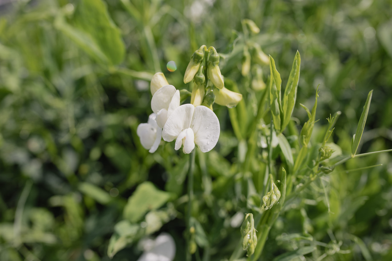 Tuoksuherne White Pearl, Loukykvět