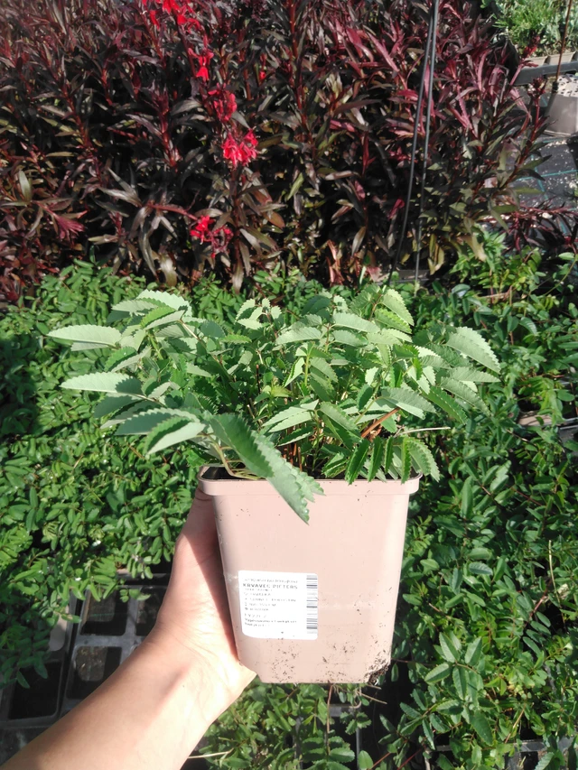 Luppio Pieters - 2024