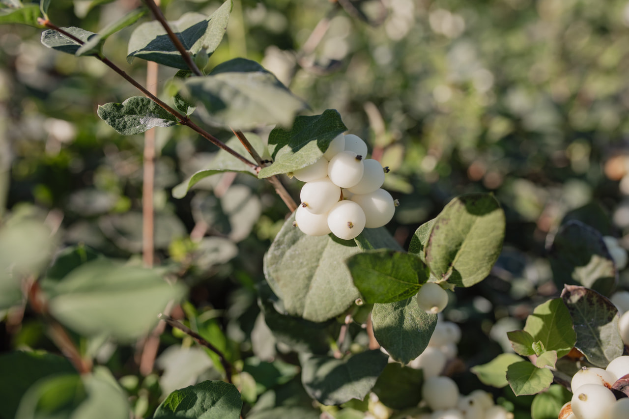 Symphoricarpos Magical Avalanche, Loukykvět