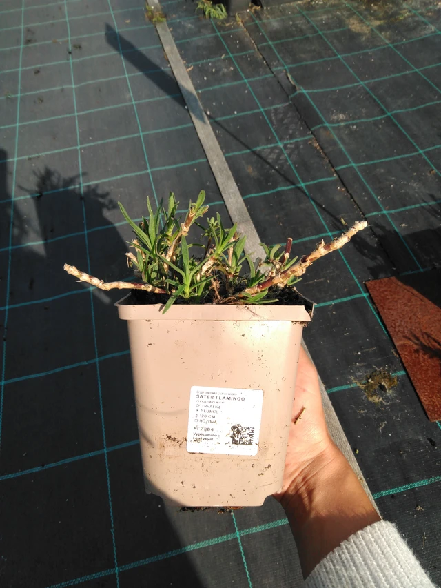 Morsiusharso Flamingo - 11. 9. 2025