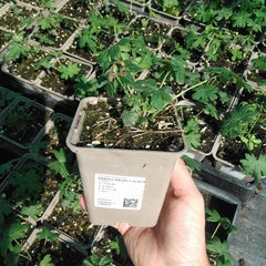 Plant