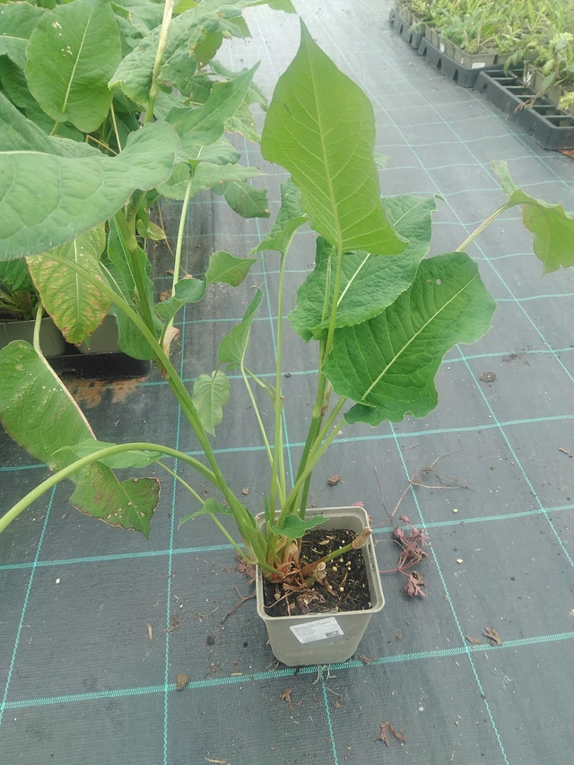 Konnantatar Fat Domino - 10. 9. 2025