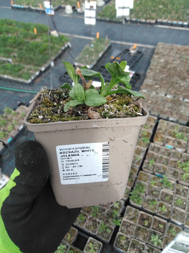 Tädyke White Jolanda - 8. 4. 2025