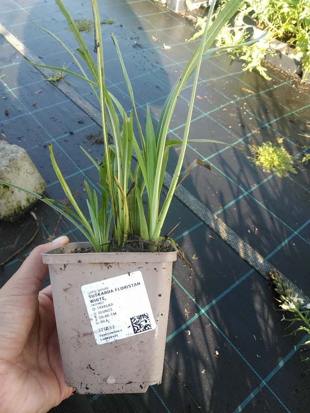 Punatähkä Floristan White - 11. 9. 2025