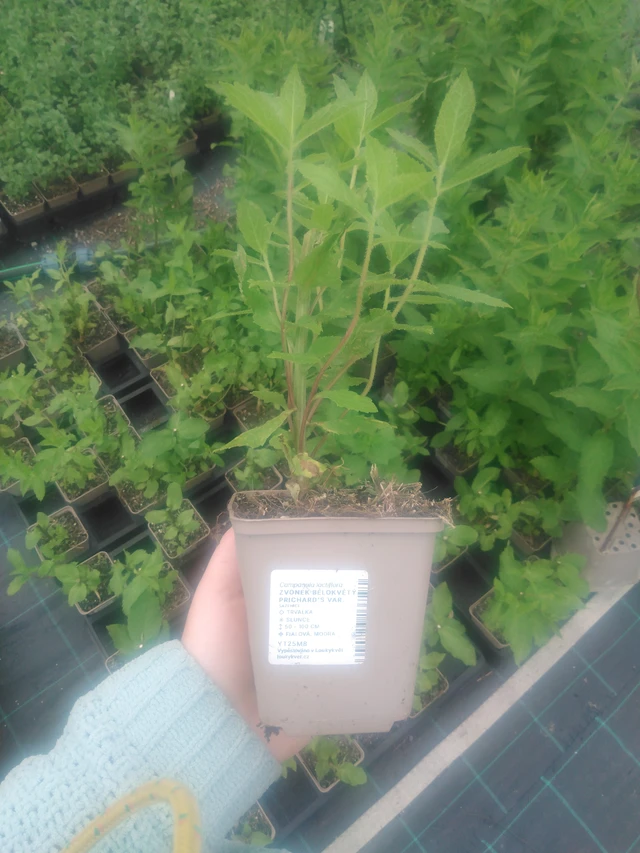 Maitokello Prichard's Var. - 2024