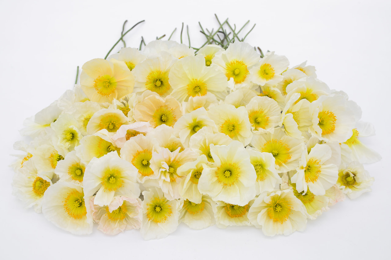 Unikko Champagne Bubbles White, Loukykvět