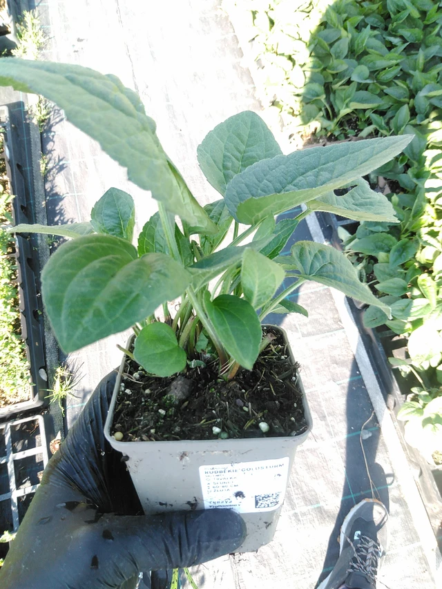 Sädepäivänhattu Goldsturm - 19. 8. 2025