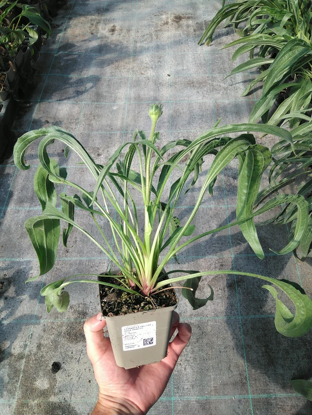 Punahattu Hula Dancer - 19. 8. 2025