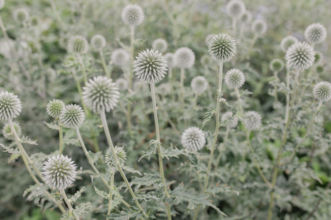 Sinipallo-ohdake Star Frost, Loukykvět