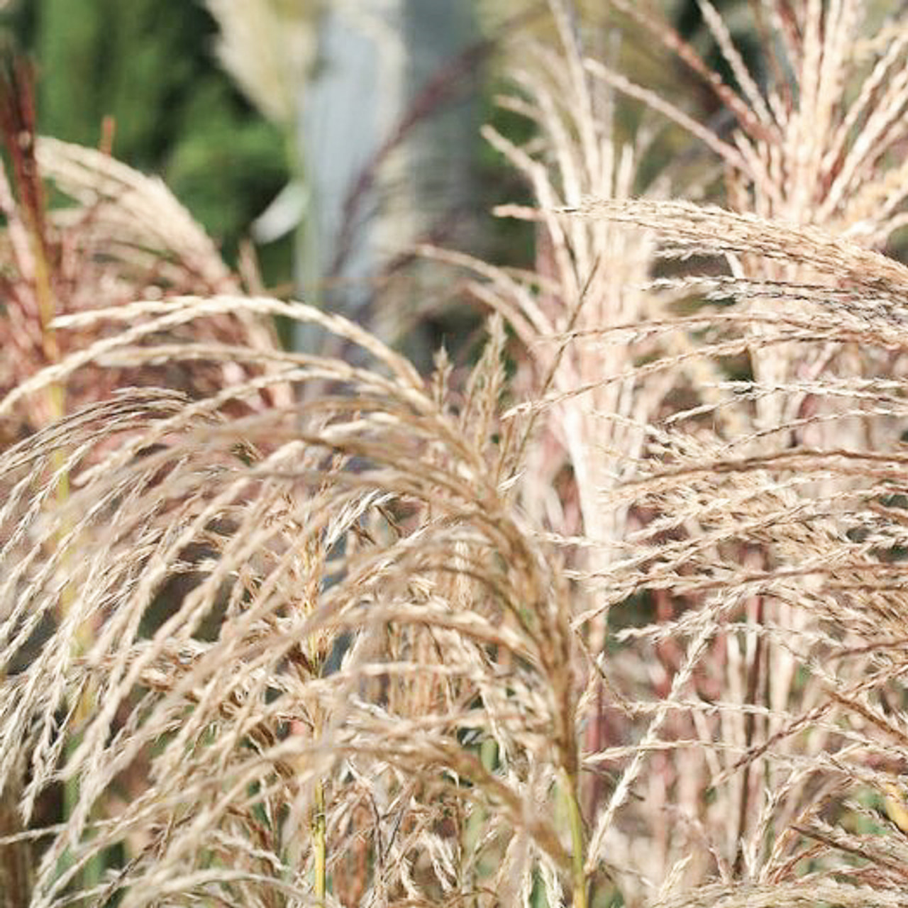 Chinese silver grass, Loukykvět