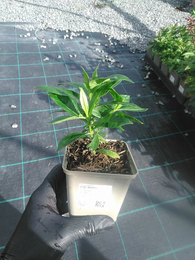 Leimu Waupee - 13. 10. 2025