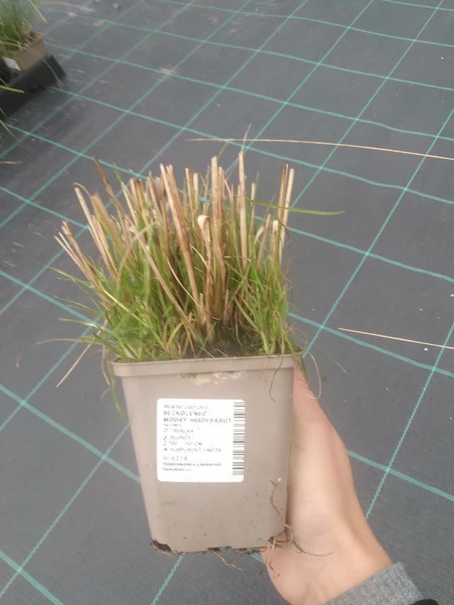 Siniheinä Heidebraut - 10. 10. 2025