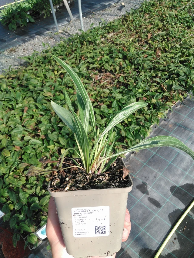 Punahattu Hula Dancer - 1. 7. 2025