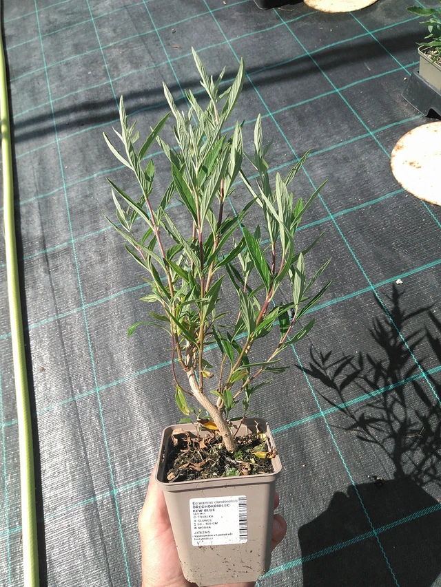 Caryopteris Kew Blue - 24. 6. 2025