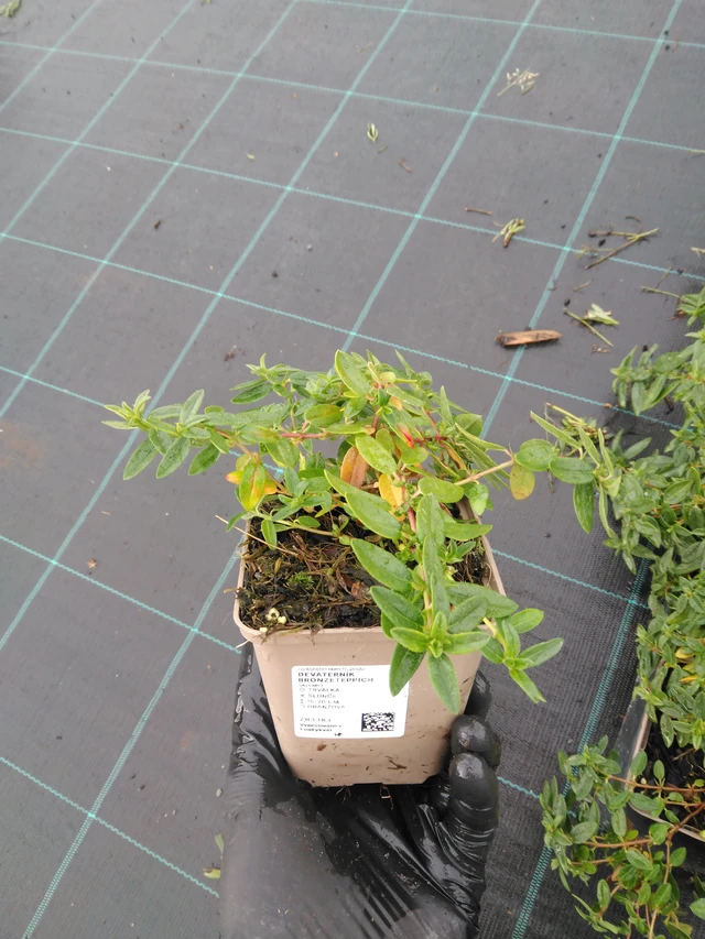 Päivännouto Bronzeteppich - 23. 10. 2025