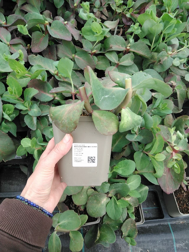 Sedum Matrona - 9. 6. 2025