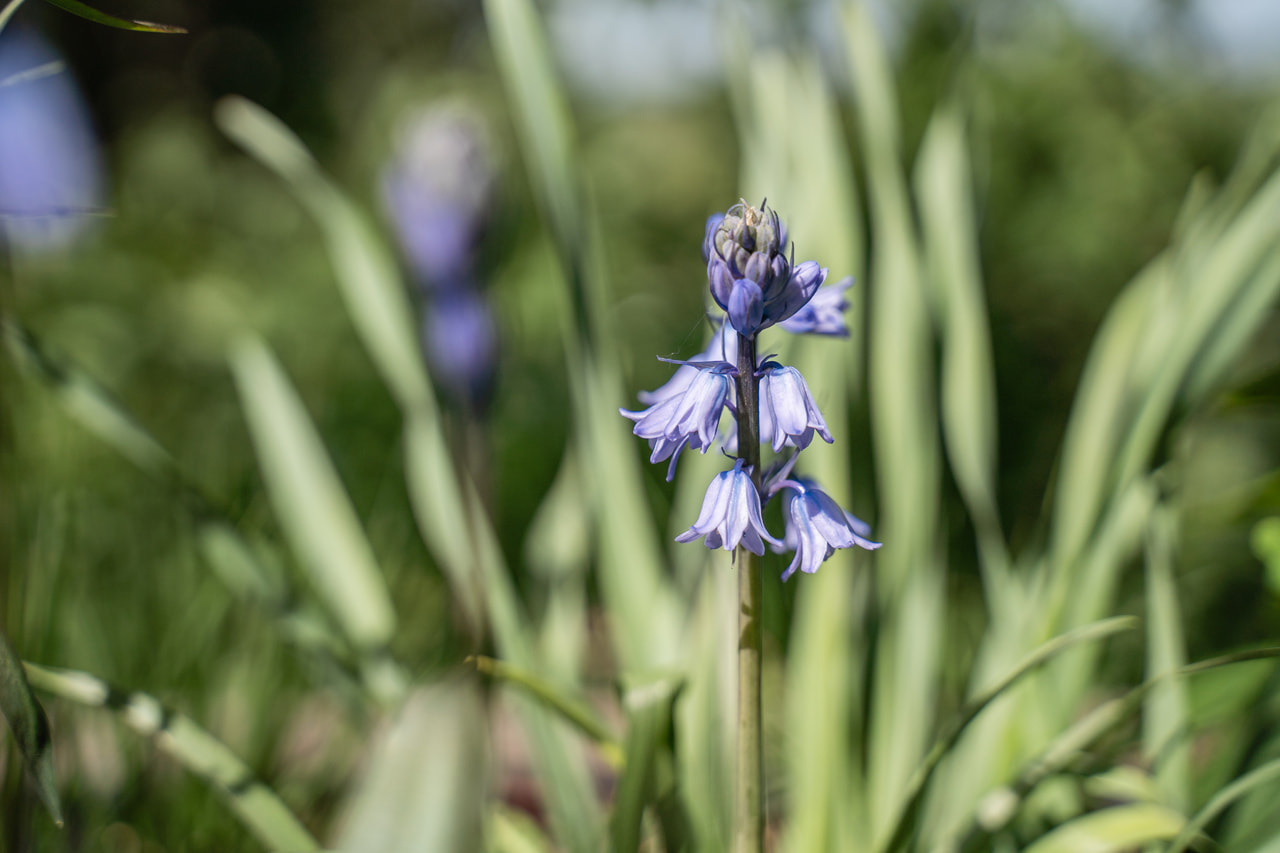 Jacinto español Blue, Loukykvět